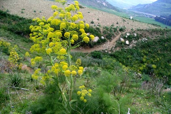 گیاهان دارویی فرصتی برای رونق گردشگری روستایی در کهگیلویه و بویراحمد